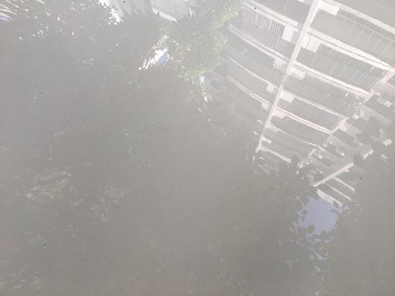 槐花在生活中的多元应用：除观赏外的实用价值与创意用法科普