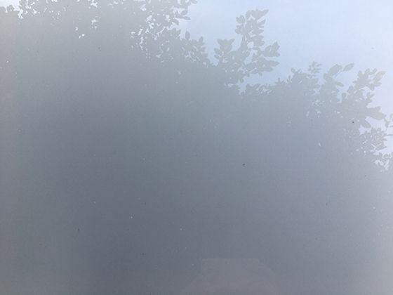 你未必了解的荔蝽：除了常见身影，它与植物的互动藏着奥秘