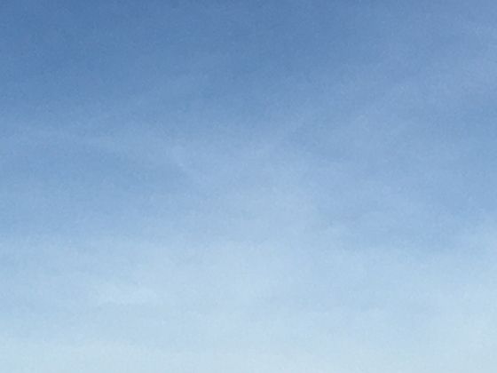 铃兰在园林设计中常被如何运用？能营造出怎样特别的景观效果