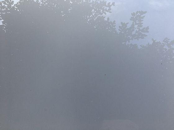 洋姜可不只是长得有特点，了解它的生长环境和习性能让你对植物世界有新认识