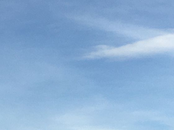 蝎子的防御与攻击：除了尾刺，它们还有哪些鲜为人知的自保本领